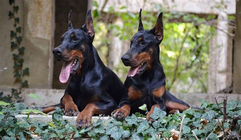 dobermans for sale in oklahoma|european doberman puppies for sale.